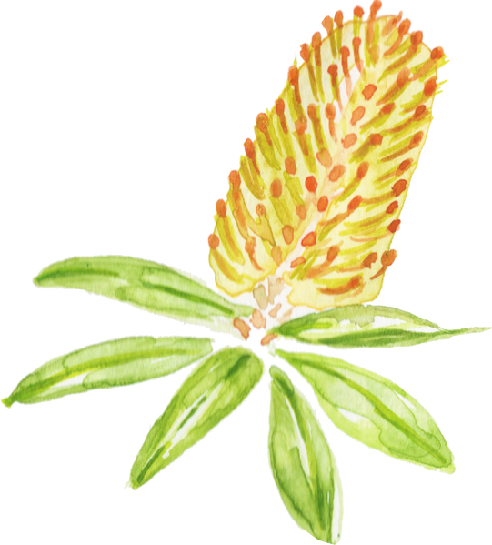Watercolor Australian Honeysuckle Banksia Australian Native Flower