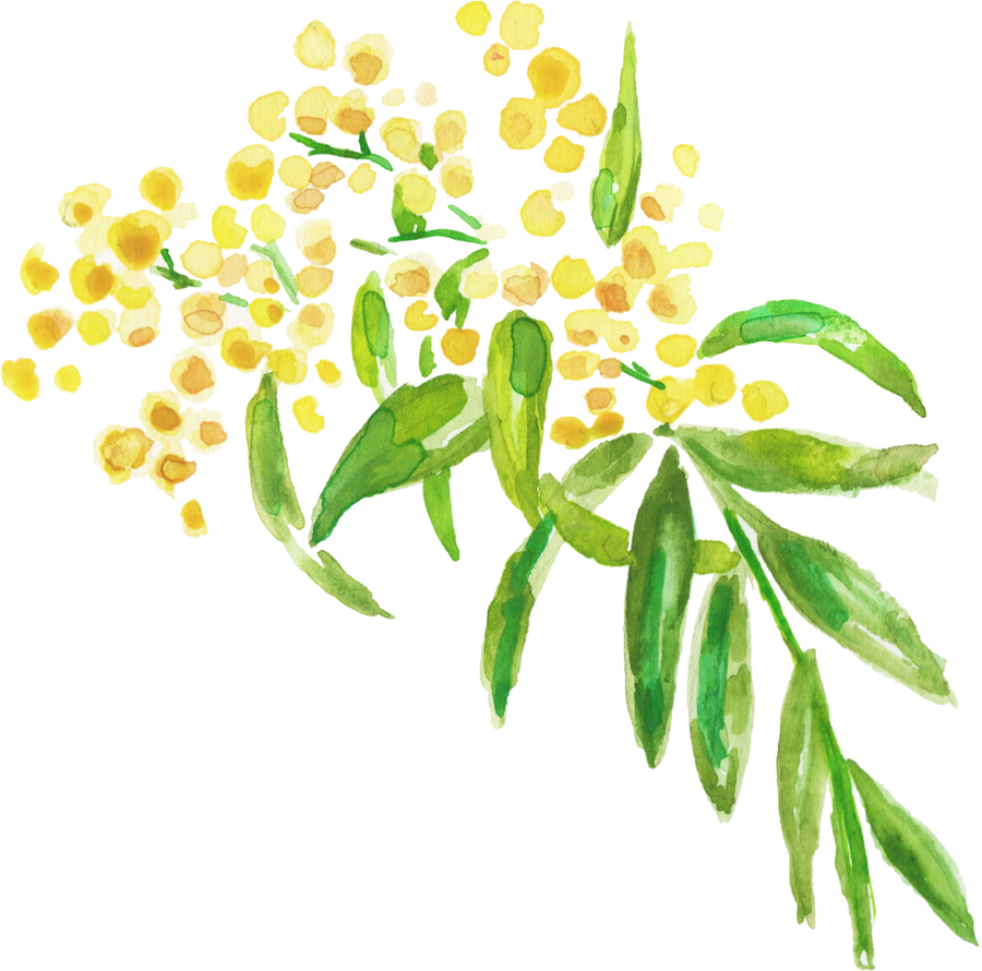 Watercolor Wattles Acacia Australian Native Flower